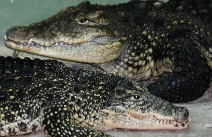 Par nilskih krokodila ne voli 