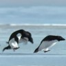 Nove nade za pingvine na Južnom polu