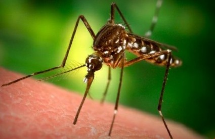 Komarci su najveće ubojice na svijetu