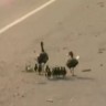 Policija zaustavila promet kako bi patke mogle prijeći cestu