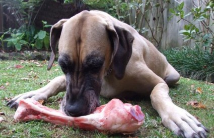 Istraživanje je razjasnilo zašto psi vole kosti