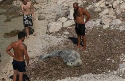 Vjeruje sa da su u pitanju bili njemački turisti Vjeruje sa da su u pitanju bili njemački turisti