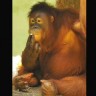 Orangutanica Tori mora prestati pušiti