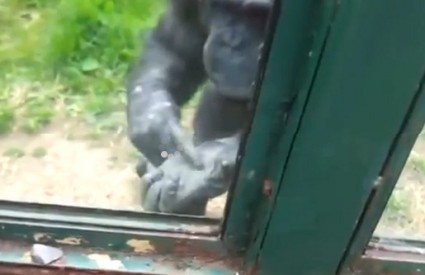 Čimpanza moli posjetitelja da je oslobodi
