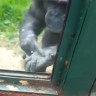 Čimpanza moli posjetitelja da je oslobodi znakovnim jezikom