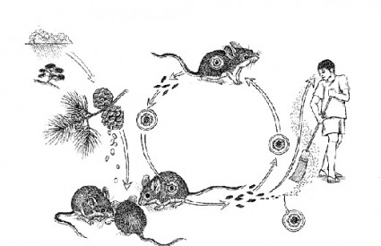 Ovako se dobiva hantavirus