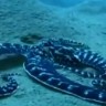 Nevjerojatna mimična hobotnica