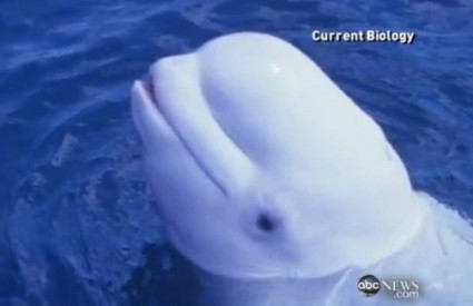 Bijeli beluga kit trudi se govoriti kao čovjek