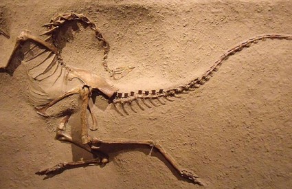 Ornithomimosauri su se upucavali krilima