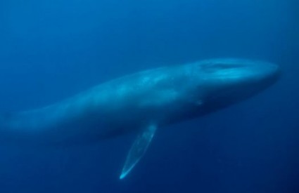 Plavetni kit skoro je izumro početkom prošlog stoljeća