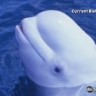 Bijeli kit oponaša ljudski govor