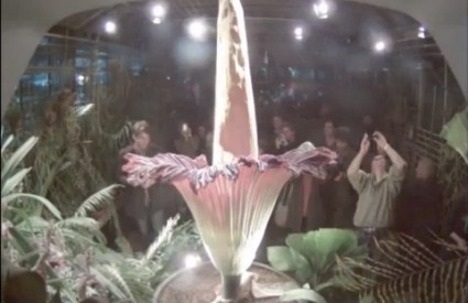 Titan arum zaudara na trulo meso