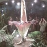 Procvjetao titan arum, najveći i najsmrdljiviji cvijet na svijetu