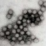 Svijetom se širi novi soj norovirusa