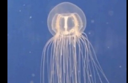 Besmrtna meduza izgleda čisto nevino