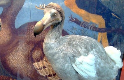 Ptica dodo