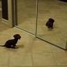 Preslatki psić u borbi sa svojim odrazom u ogledalu
