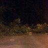 Srušilo se stablo i blokiralo promet na križanju Nazorove i Tuškanca