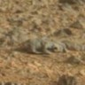 Gušter na Marsu - pravi dokaz života?
