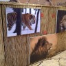 Sjajna izložba Big Cats u Avenue Mallu