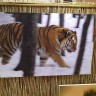 Sibirski tigar gotovo je istrijebljen
