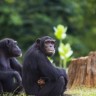 Majmuni donose iste poslovne odluke kao i ljudi