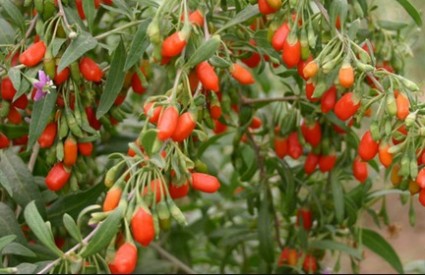 Goji bobice su stvarno čudesne