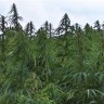 Čudesna industrijska konoplja, cannabis sativa