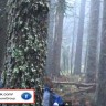 Izvanzemaljac snimljen u bugarskoj šumi?