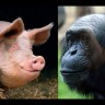 Jesu li ljudi potomci čimpanze i ... svinje?
