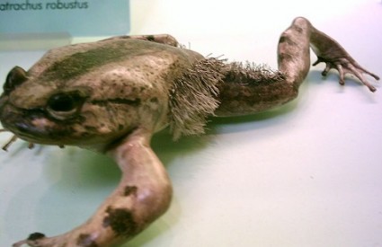 Dlakava žaba je Wolwerine vodozemac
