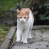 Uhvati, kastriraj i vrati: spas za ulične mačke