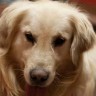 Oly - pas koji je dobio novu priliku i čeka dom