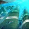 Ploveći grad - moduli pod vodom