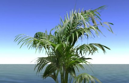 Palme su izvor zarade