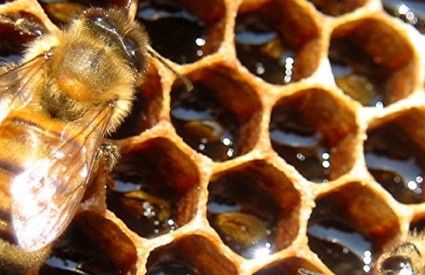 Pčele nas opskrbljuju čudima prirode