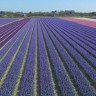 Fantastična cvjetna polja u Nizozemskom