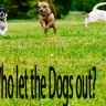 Who let the dogs out?