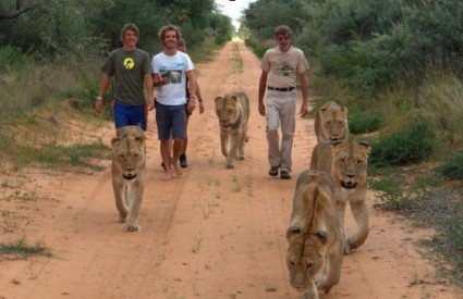 Volonteri s čoporom lavova
