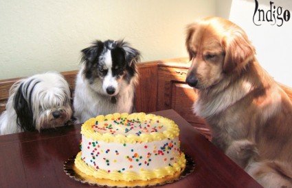 Bit će i nagradnjača za najbolju pseću tortu!