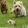 Sirus - novi klub za sve vlasnike pasa