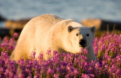 Kako je polarnim medvjedima - ljeti?