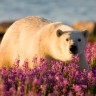 Ljeto polarnog medvjeda