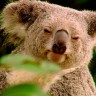 Australija ulaže milijune u spas koala