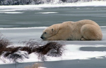 Polarni medvjedi migriraju kroz gradić Churchill