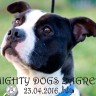 Mighty Dogs Zagreb - humanitarna smotra američkih stafordkih terijera