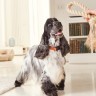 7 savjeta kako prepoznati i riješiti problem osjetljive kože kod pasa  