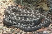 Poskok je najopasnija zmija u Hrvatskoj