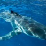 U Jadranu 60 vrsta morskih pasa i raža