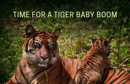 Discovery pomaže spasiti tigrove